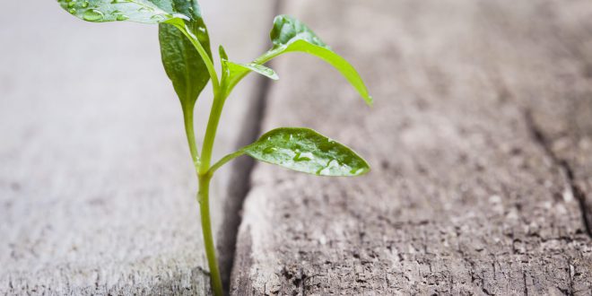 Growth in concrete scaled