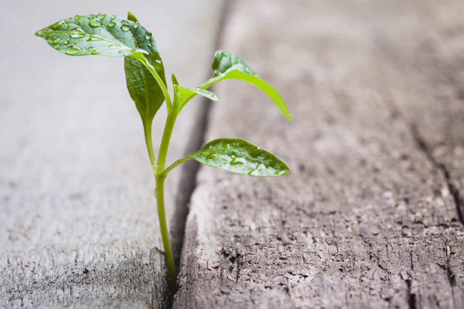 Growth in concrete scaled